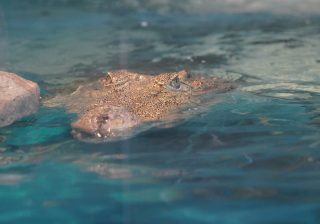 ワニ・トラ・ミニカバが目の前に！ 大迫力の動物が間近に迫る「ニフレル」が凄かった