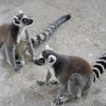 ワオキツネザル