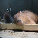 ワオキツネザル、カピバラ