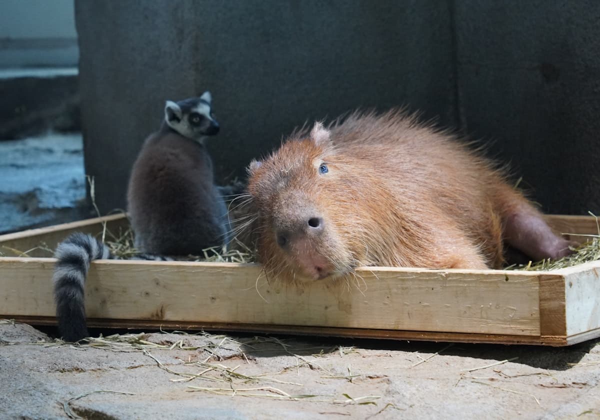 ワオキツネザル、カピバラ