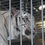 ホワイトタイガー