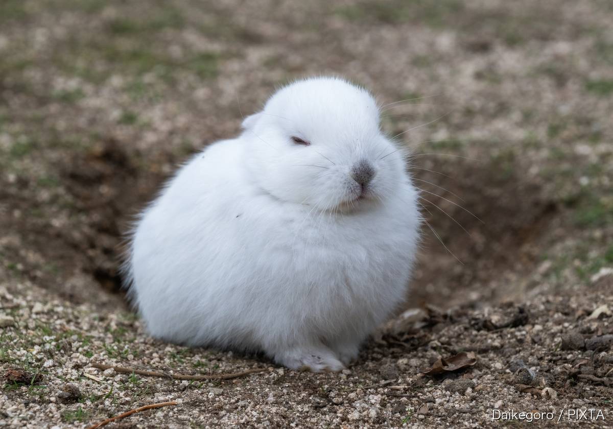 白うさぎ