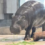 ミニカバのモトモト
