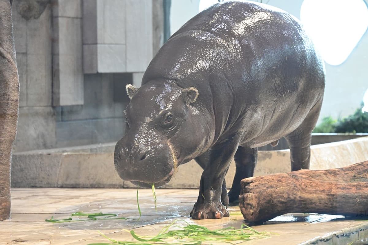 ミニカバのモトモト