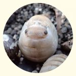 『子どもと海あそび』より