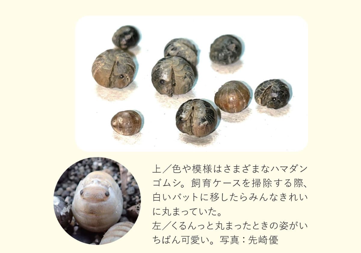 『子どもと海あそび』より