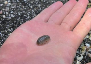 あの虫が砂浜に？「黒目がちで愛おしい」と海あそびナビゲーターが推す生き物