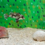 チョウチョウコショウダイ