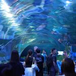しながわ水族館「トンネル水槽」