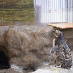 マゼランペンギン