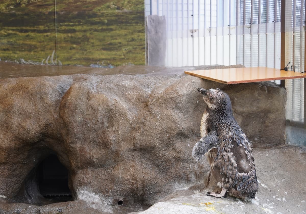 マゼランペンギン