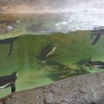 マゼランペンギン