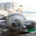 ゴマフアザラシ