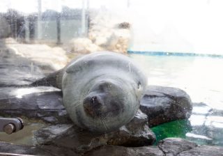 夏休みのお出かけに！ 生き物との距離が近い「しながわ水族館」の魅力
