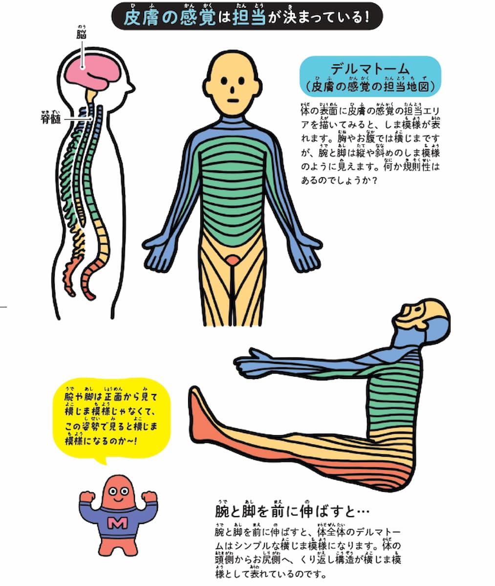 あなたの皮膚にも「謎のしま模様」がある？ 人体に隠された見えない地図の正体の画像1