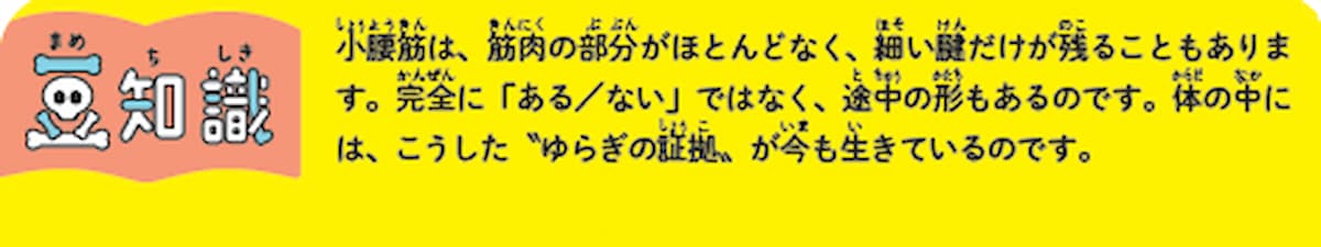 「なくても困らない筋肉」がある!? 半分近くの人に存在しない筋肉の不思議の画像1
