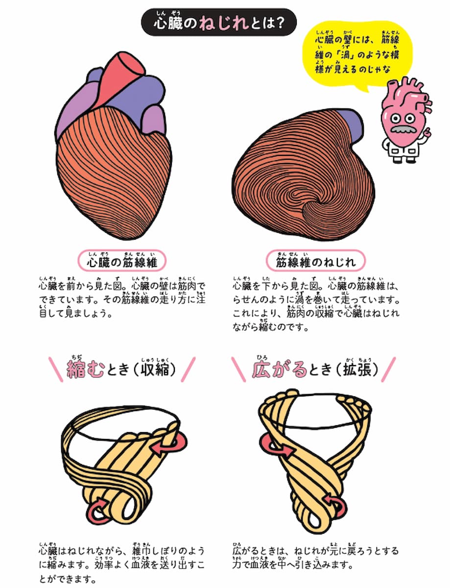 心臓のねじれとは?の画像