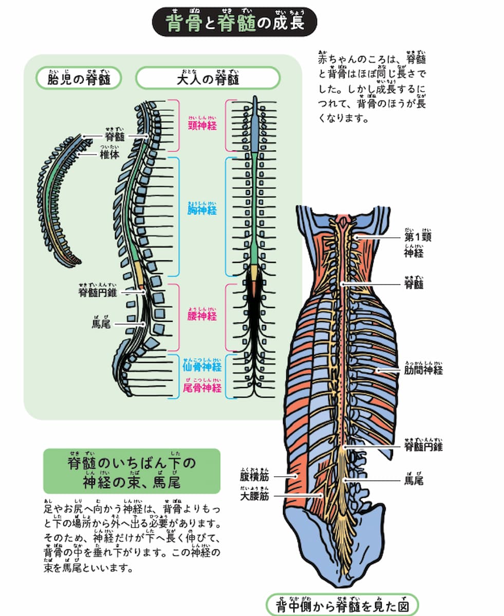 背中の中には馬のしっぽがあるってホント?の画像2