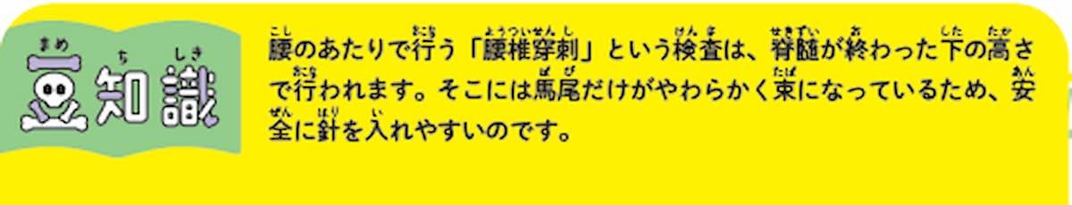 背中の中には馬のしっぽがあるってホント?の画像3