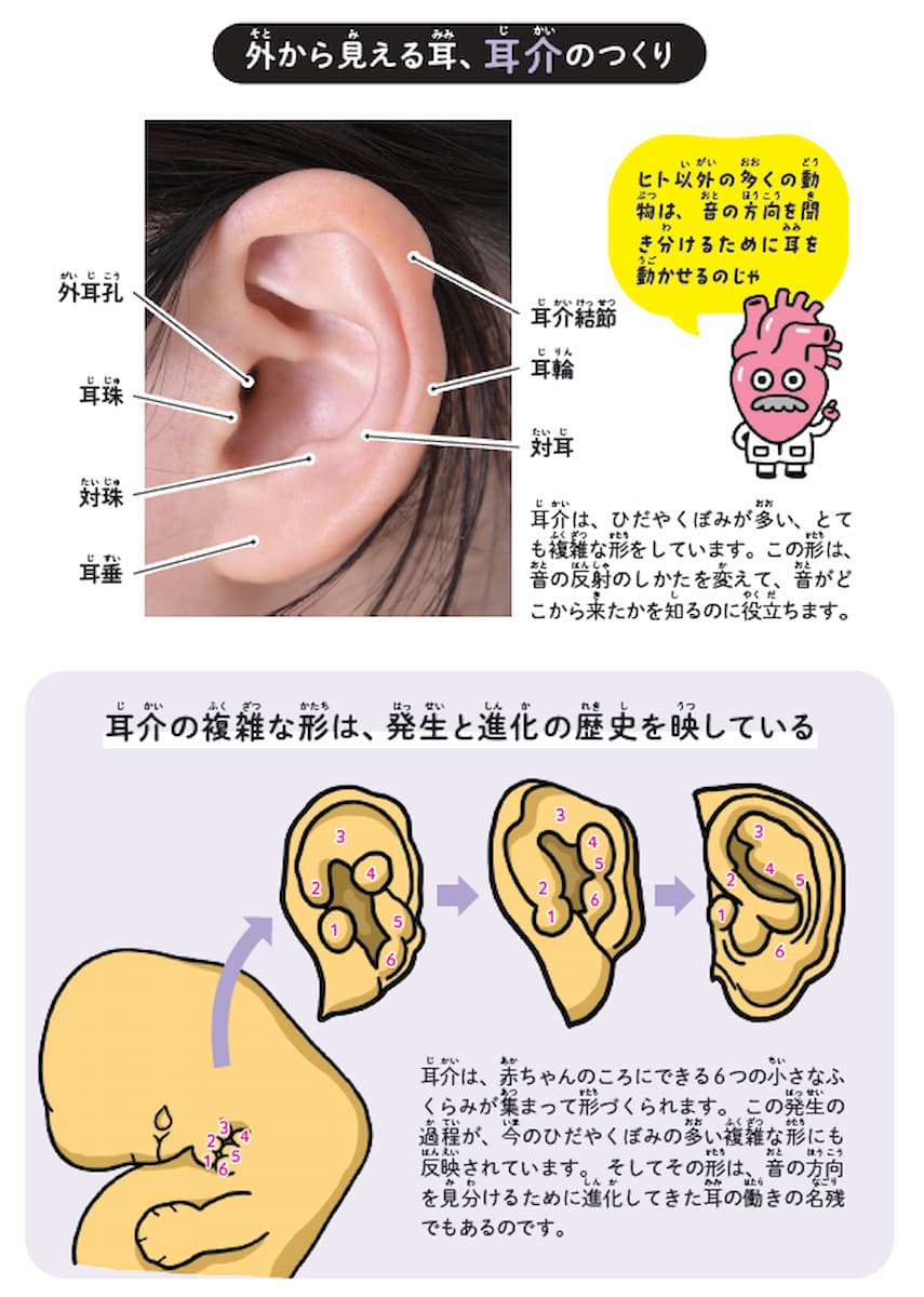 外から見える耳、耳介のつくりの画像