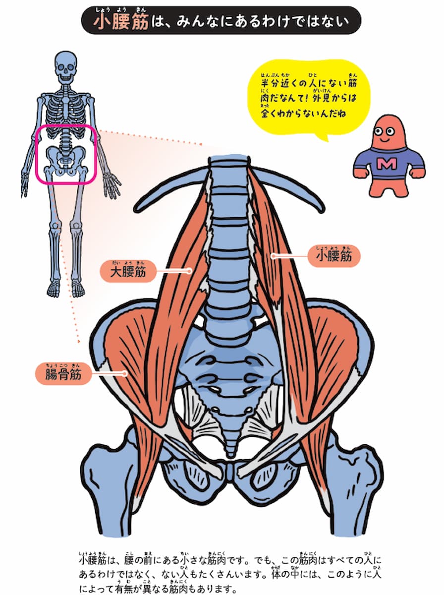 小腰筋は、みんなにあるわけではないの画像
