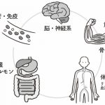 『子どもの気になる言動が改善する からだの使い方』(ディスカヴァー・トゥエンティワン)より