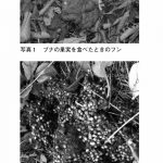 『クマに出遭ってしまったら？』より