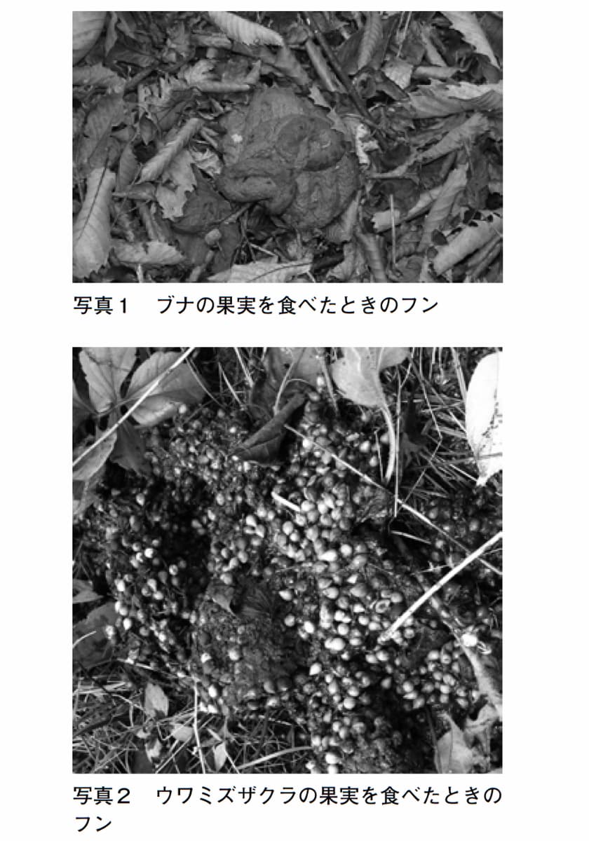 『クマに出遭ってしまったら？』より