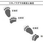 『クマに出遭ってしまったら？』より