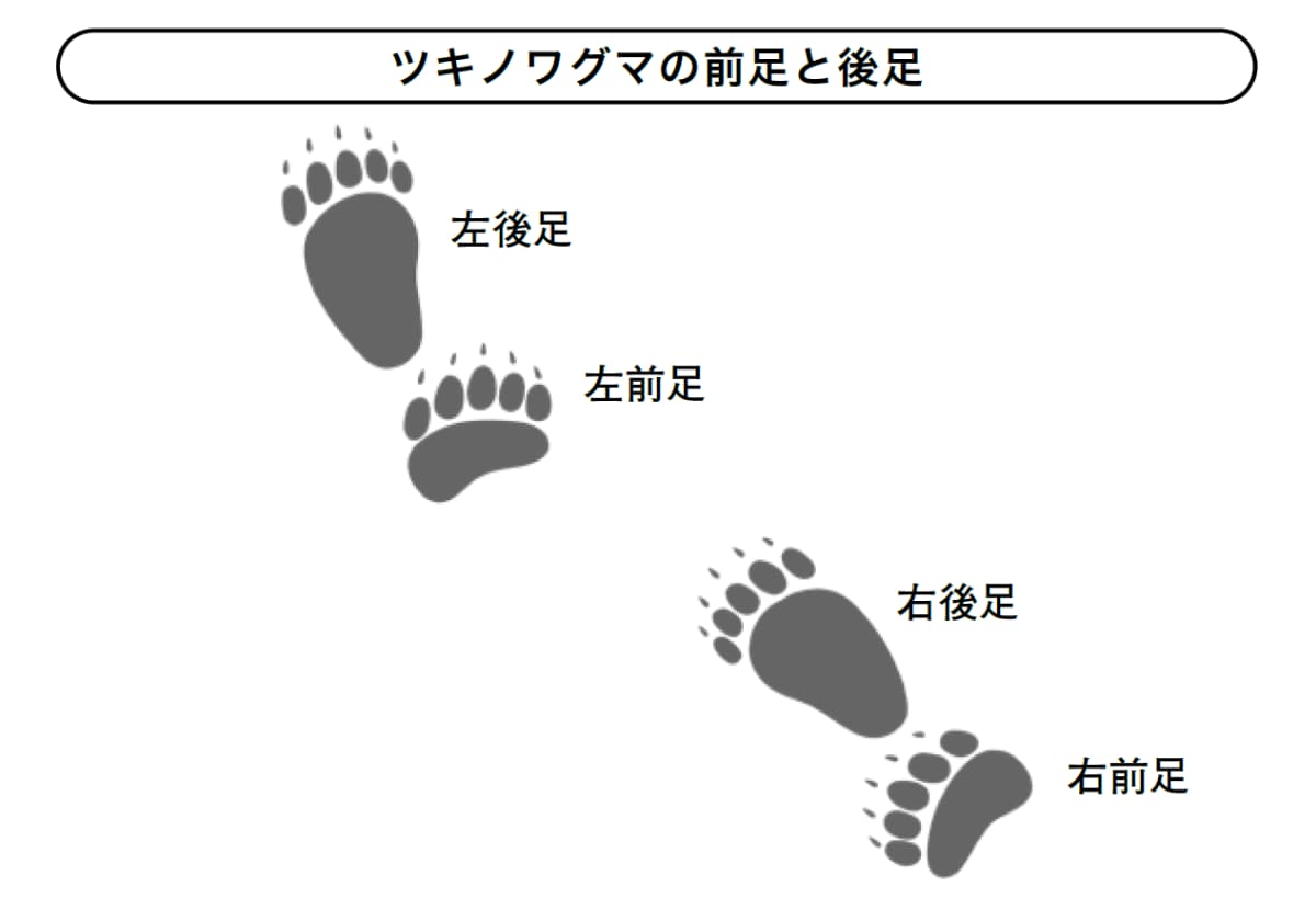 『クマに出遭ってしまったら？』より