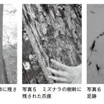 『クマに出遭ってしまったら？』より