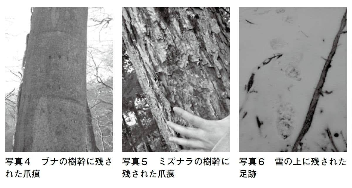 『クマに出遭ってしまったら？』より