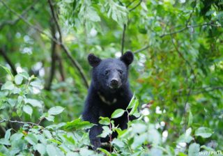 クマはなぜ人を襲う？ 行楽シーズン前に知っておきたい「攻撃の本当の理由」