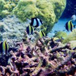 『子連れGUAM NEW EDITION』より