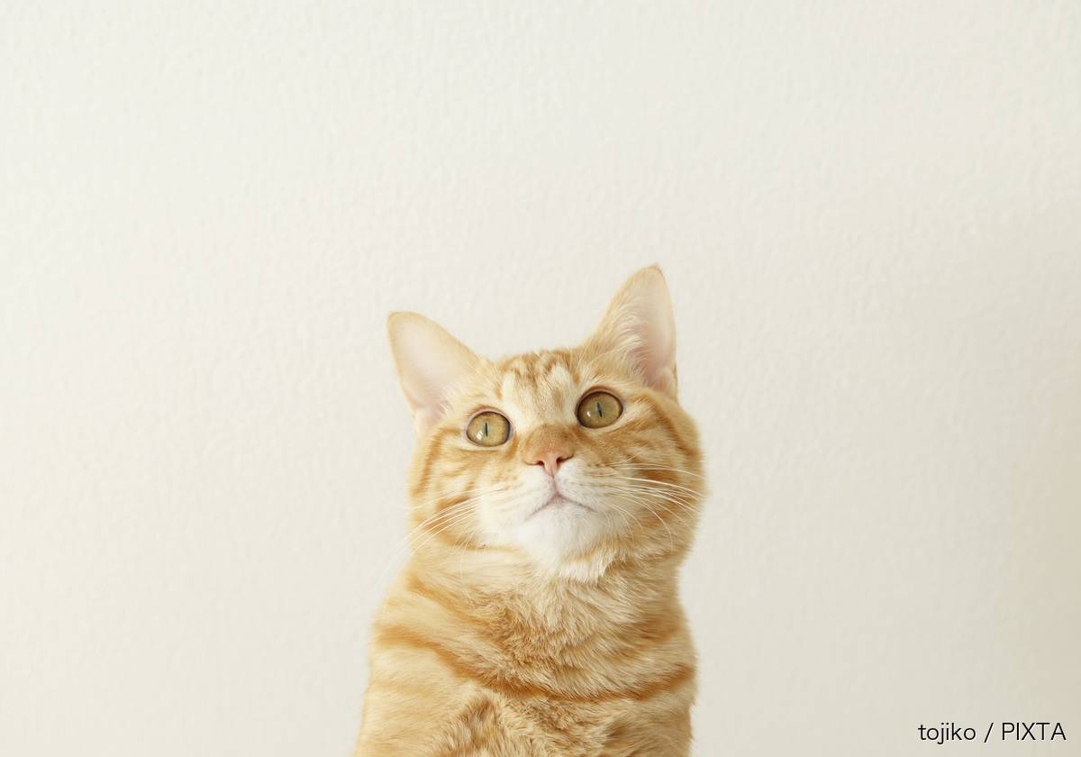 猫